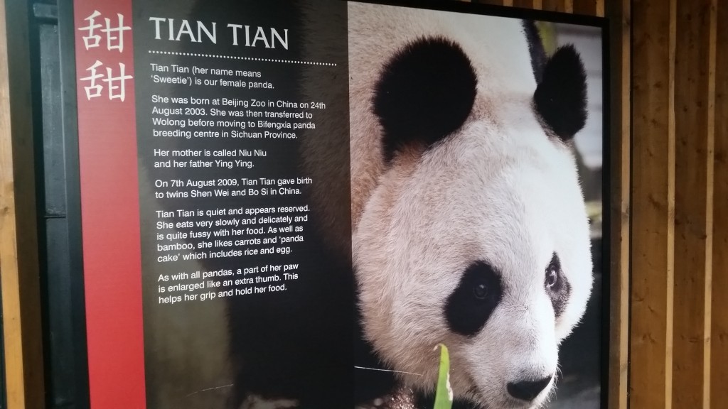 Edinburgh zoo pandas
