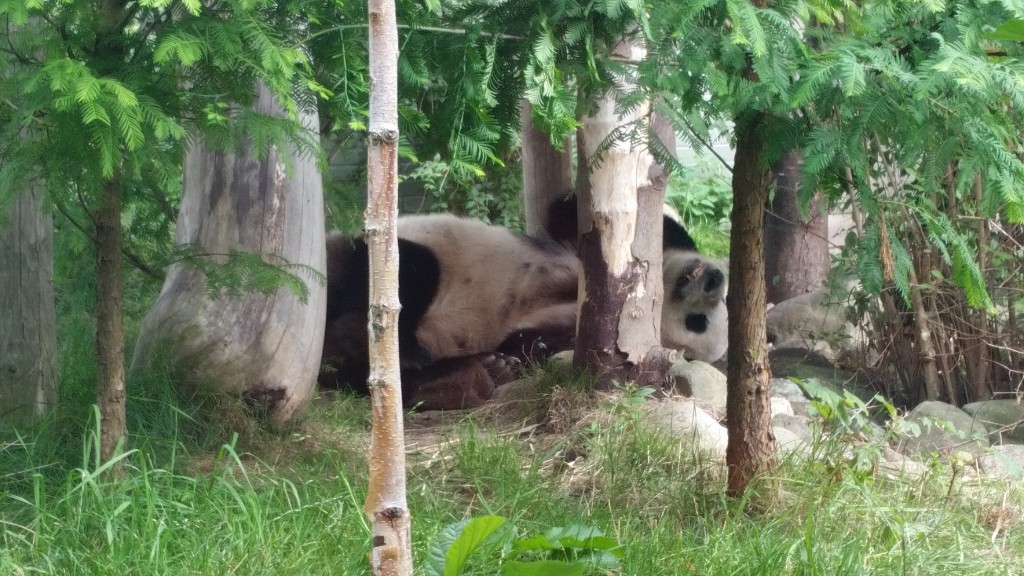 Callum Watt Edinburgh Zoo pandas