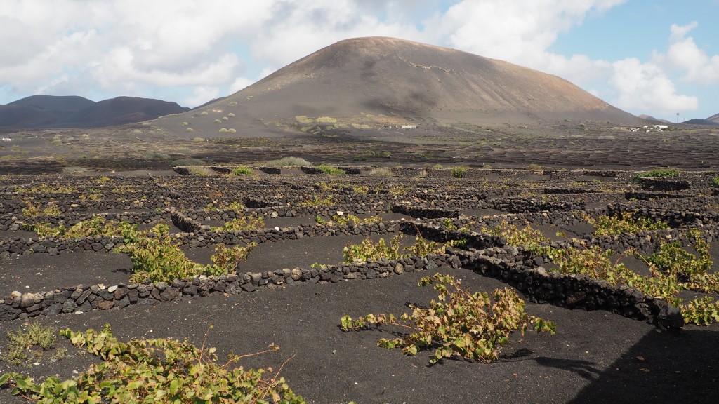 Wine tour lanzarote vine yard