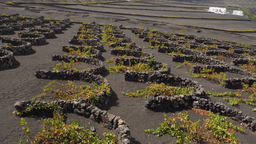 Wine tour lanzarote vine yard