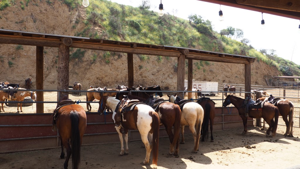 Sunset Ranch horses