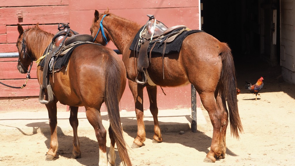 Sunset Ranch Horses