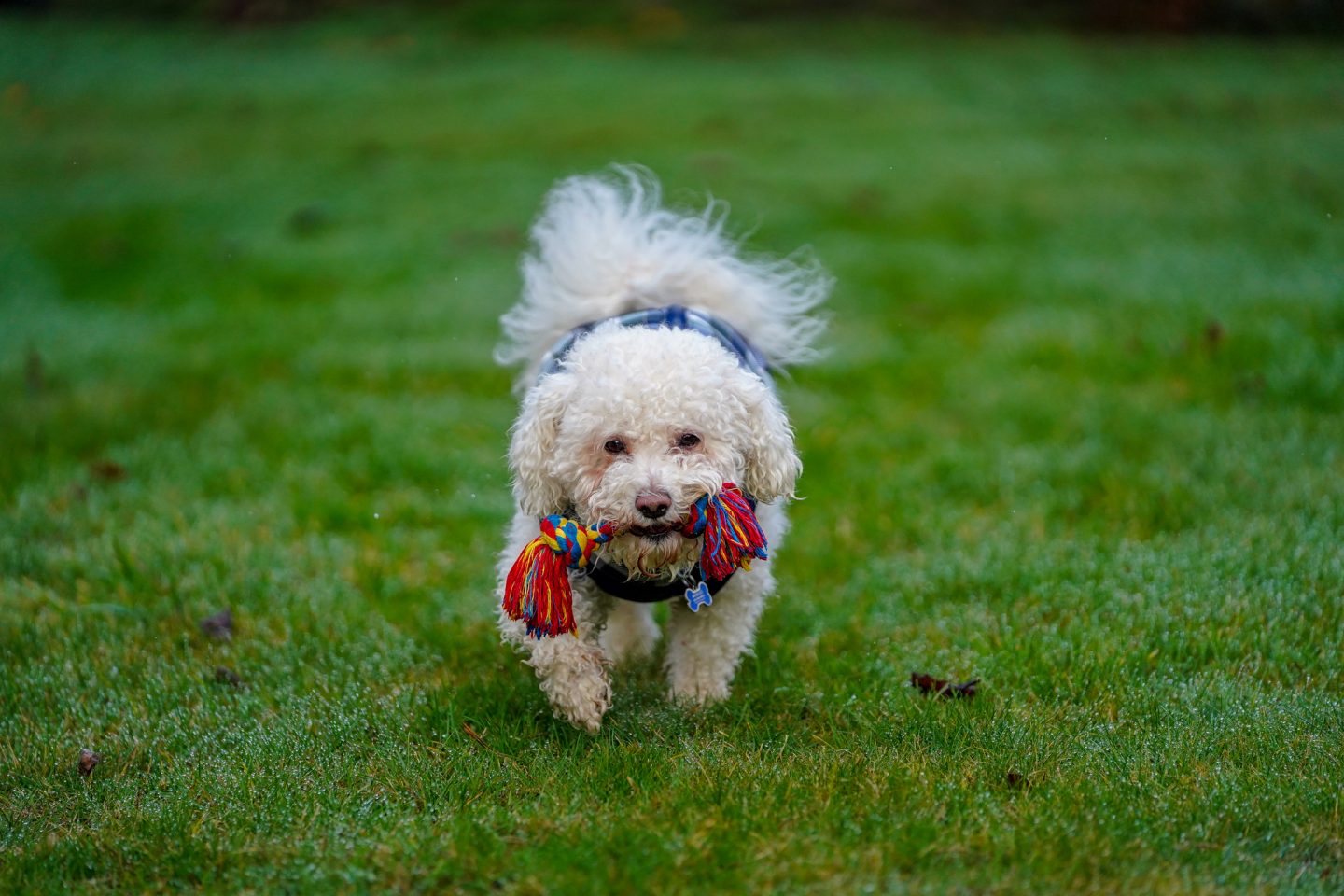 PitPat worn on Dog