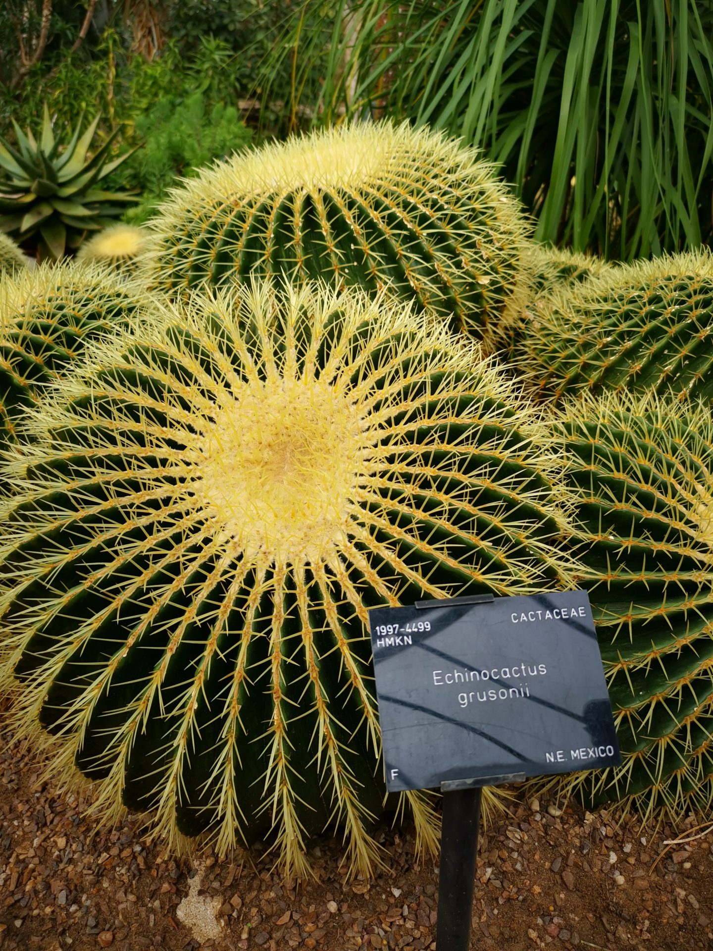 Kew garden cactus