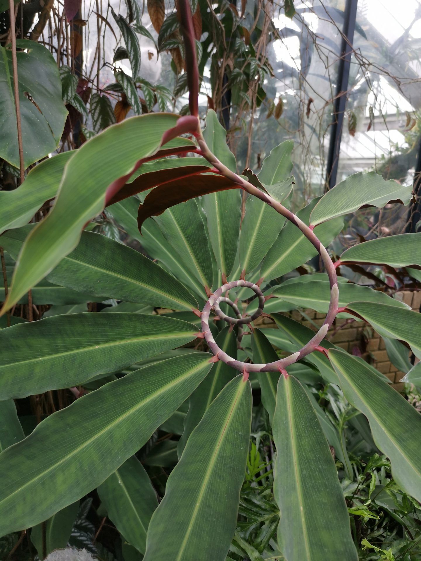 Kew garden plants