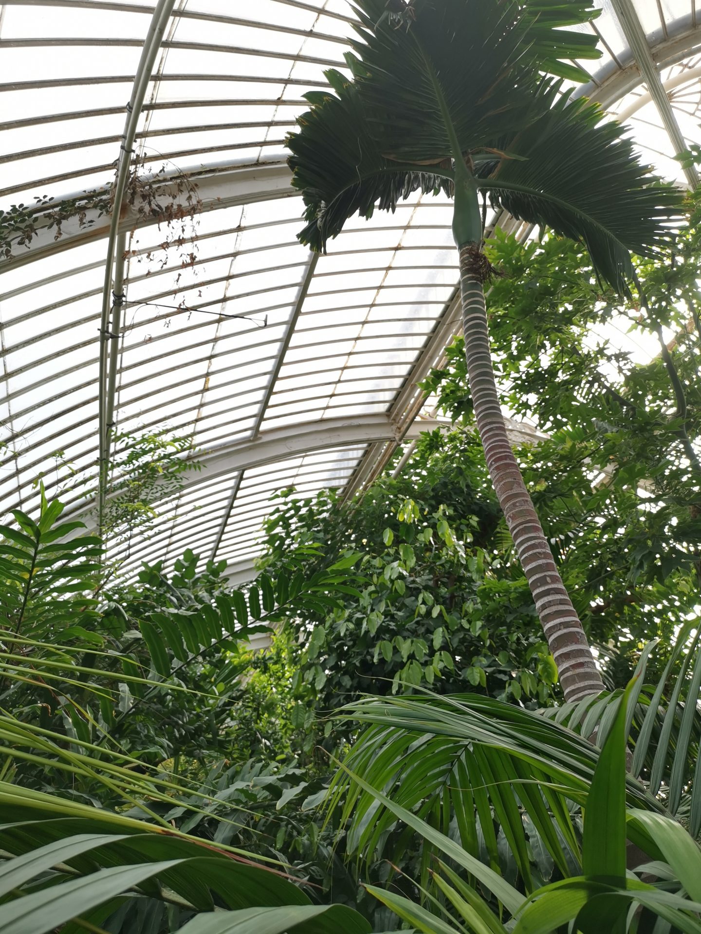 Kew garden palm tree
